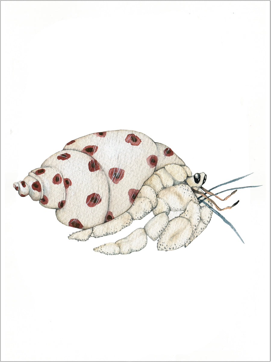 Hermit krabbe