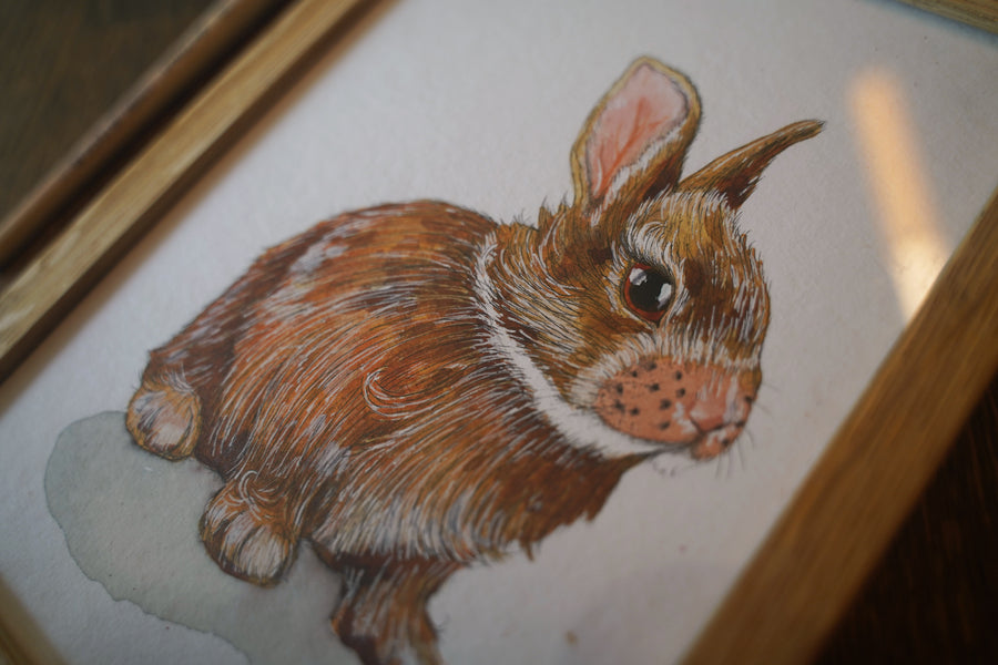 Hare