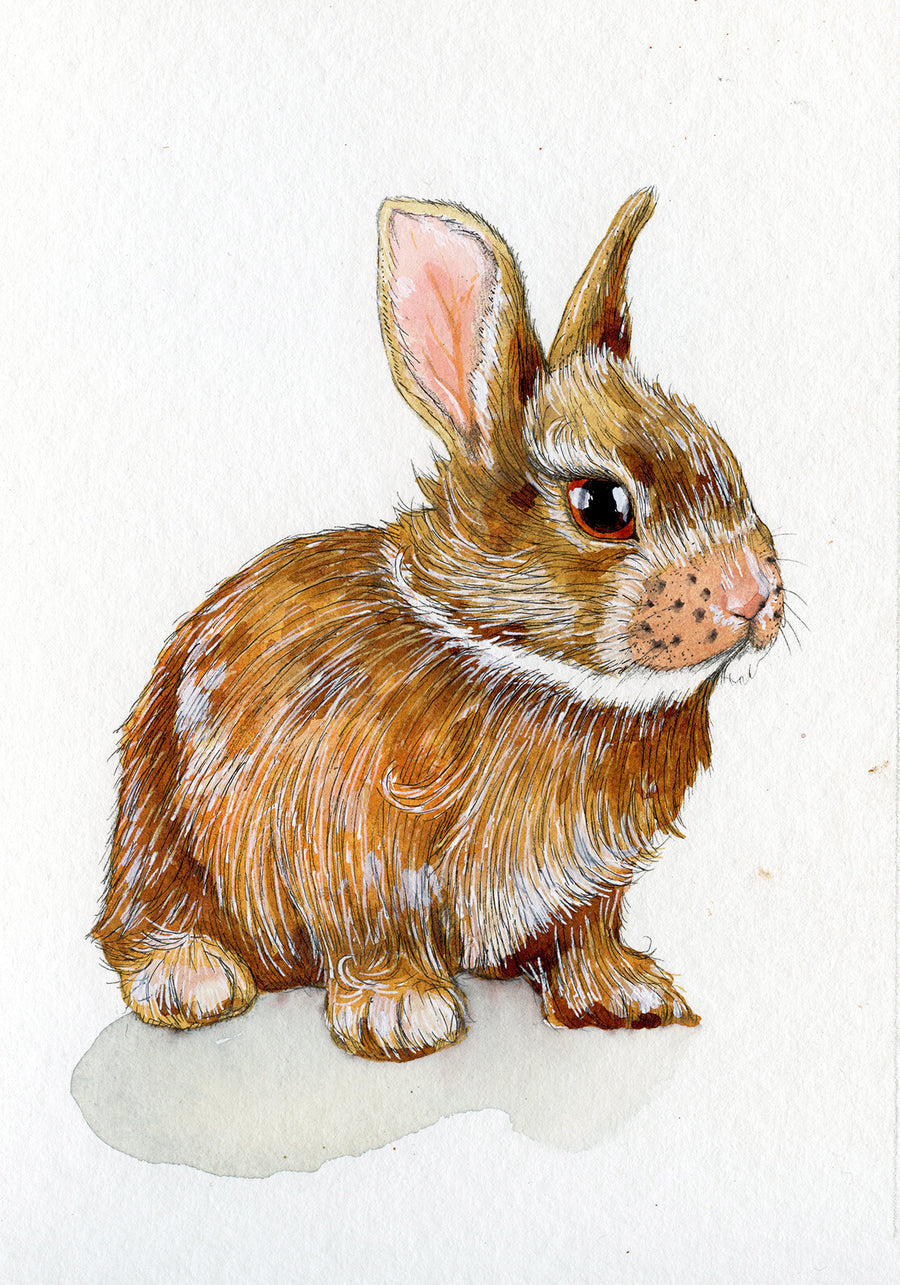 Hare