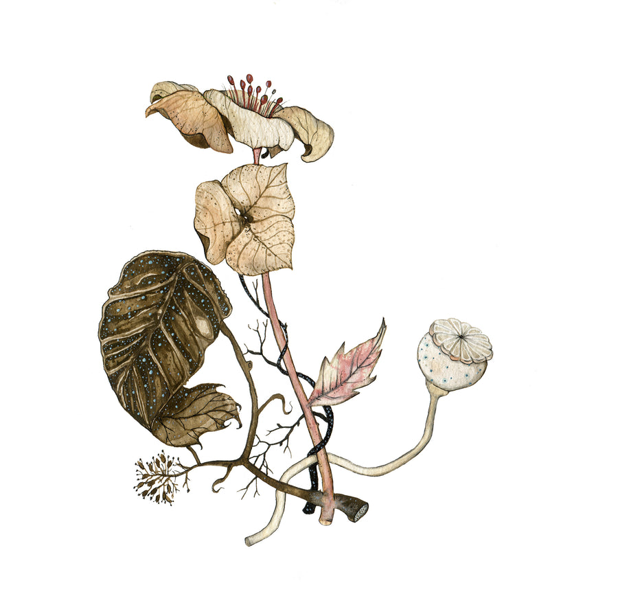 Christas Vinter Fauna