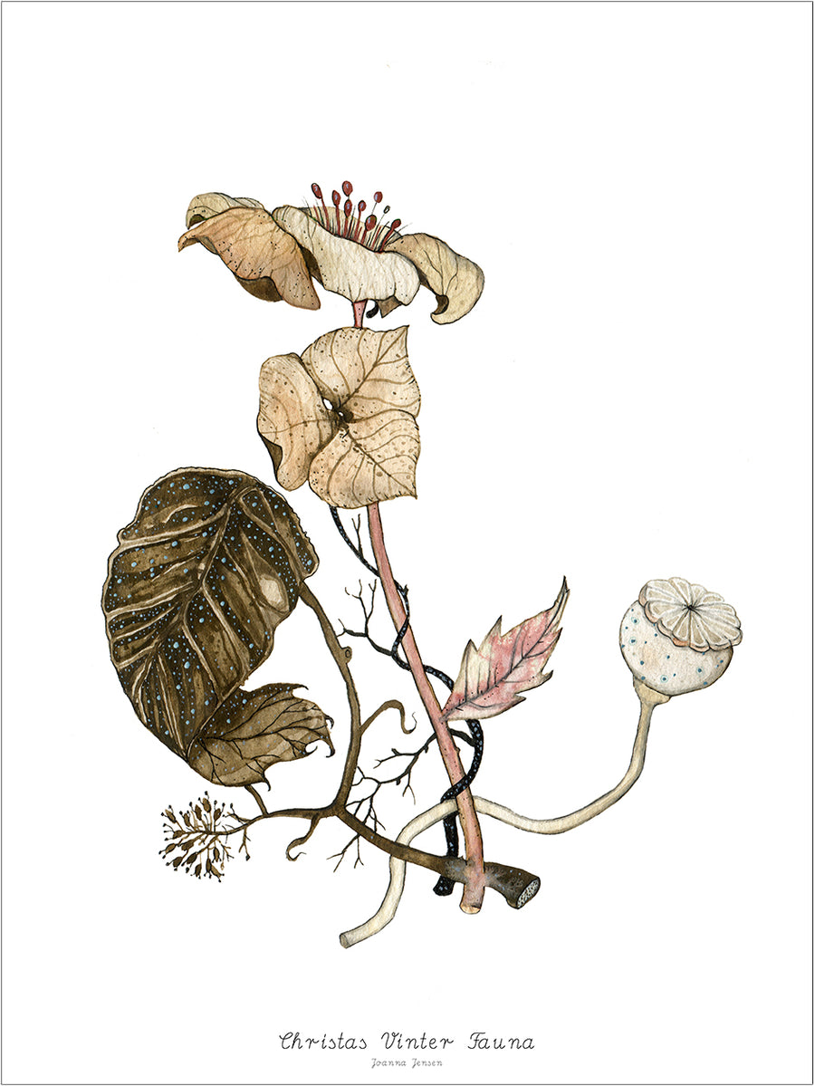 Christas Vinter Fauna