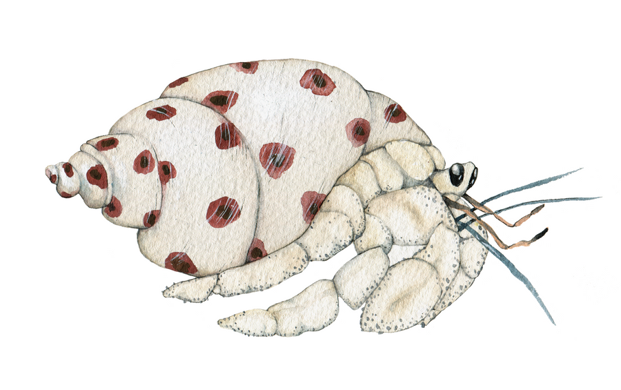 Hermit krabbe
