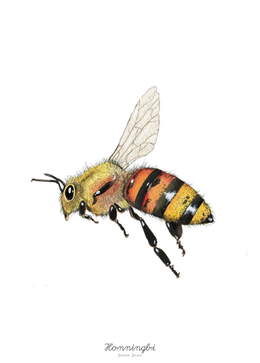 Honningbi
